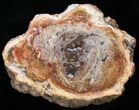 Free-Standing Polished Petrified Wood Limb - Madagascar #11674-2